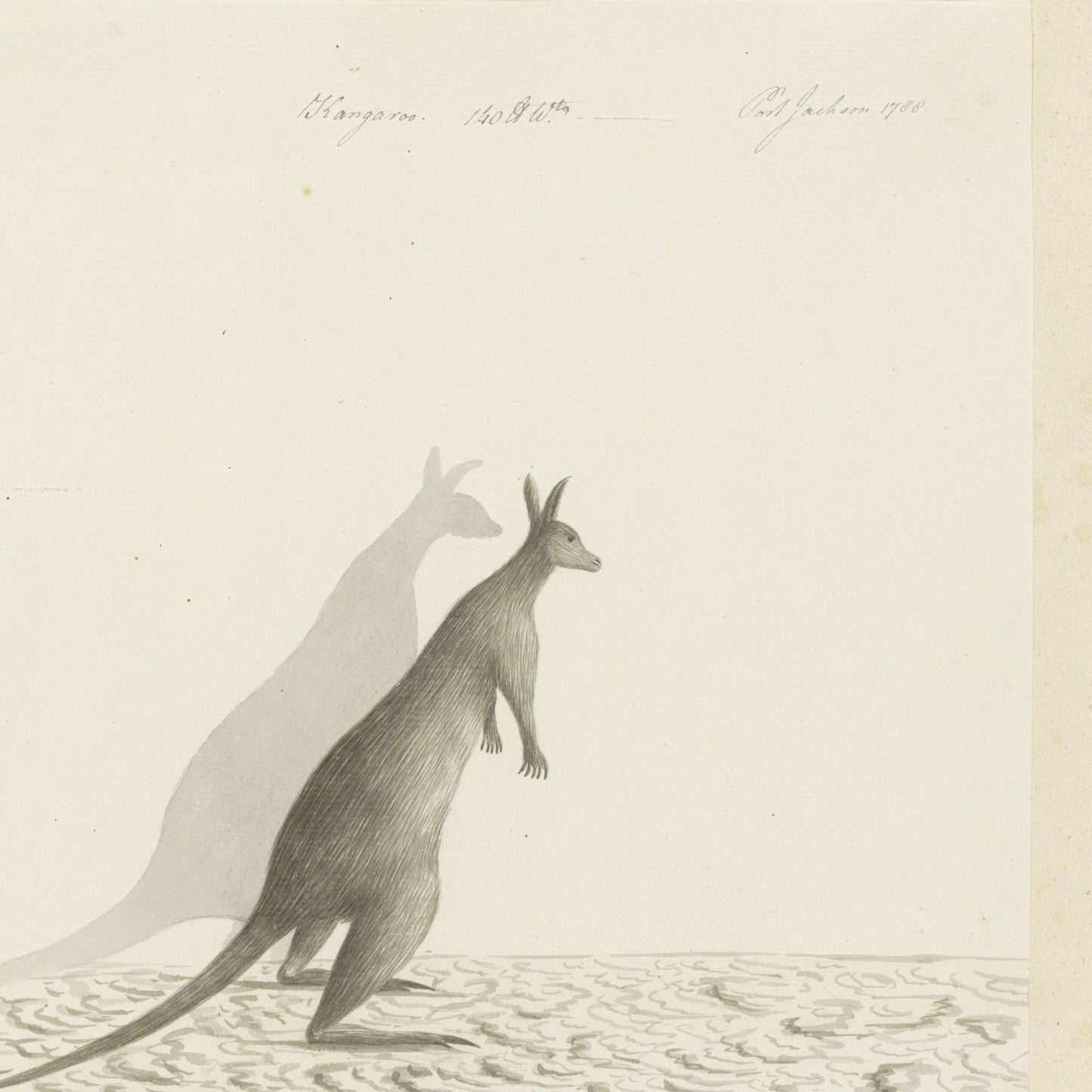 The "Kangaroo Vintage Print" features a kangaroo standing upright against a light background, with its shadow clearly cast to its left. The ground is textured with scribbled, looping lines. The word "Kangaroo" is written at the top, making it an ideal piece for vintage decor lovers or wildlife illustration enthusiasts.