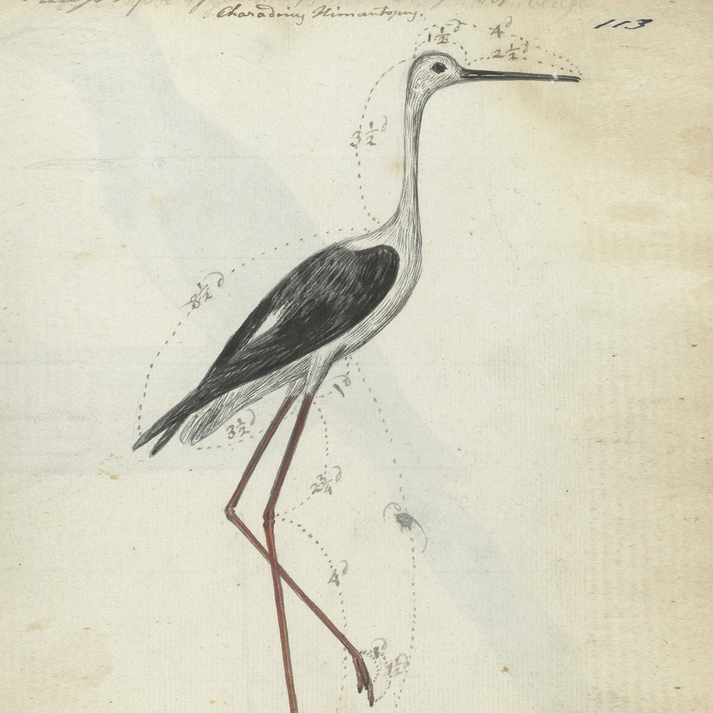 The Cape Pool Bird by Jan Brandes is an antique illustration of a black-winged stilt. This bird features a slender black and white body, a long neck, and very long, thin red legs. Various annotations and numbers are scattered around the bird in this vintage print, indicating different parts.