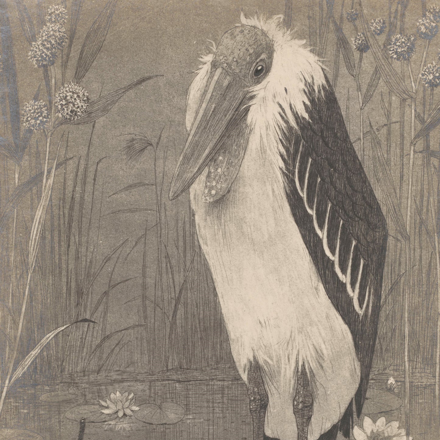 The "Marabout by Henri Verstijnen 1892 - 1931 Vintage Print" features a detailed monochrome illustration reminiscent of a vintage print, depicting a heron with a curved beak standing in its natural habitat. Tall grasses and water plants, including lily pads and blooming flowers, surround the bird. The serene wetland background makes this piece ideal for wall art, echoing the style of Henri Verstijnen.