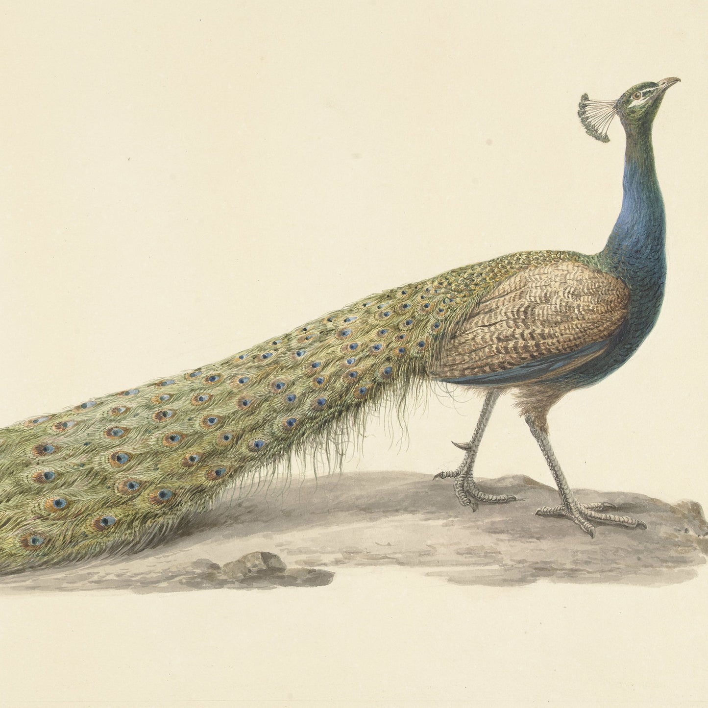 Illustration of a peacock side profile with a vividly colored long tail, blue neck, and greenish-blue body feathers. The Blue Peacock Vintage Print by Pieter Pietersz Barbiers showcases the peacock standing on a neutral background, displaying its intricate plumage with eye-catching "eye" patterns on its tail feathers.