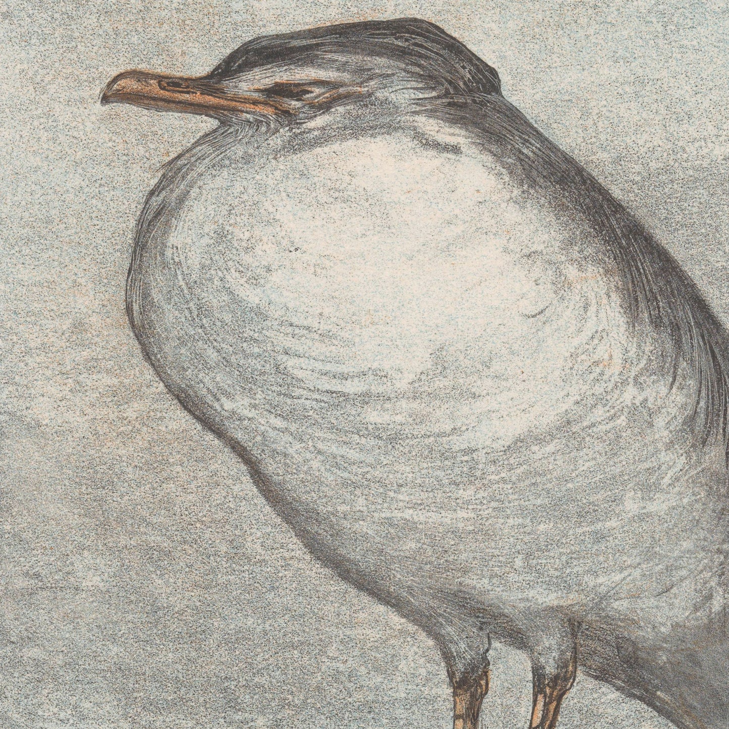 A detailed drawing of a bird with a large, puffed chest, grey and white plumage, and a curved beak. Reminiscent of Theo van Hoytema's style, the background is a textured, muted grey that emphasizes the bird's prominent form and distinctive features - this "Zilvermeeuw by Theo van Hoytema - Vintage Print" is perfect for vintage wall art lovers.