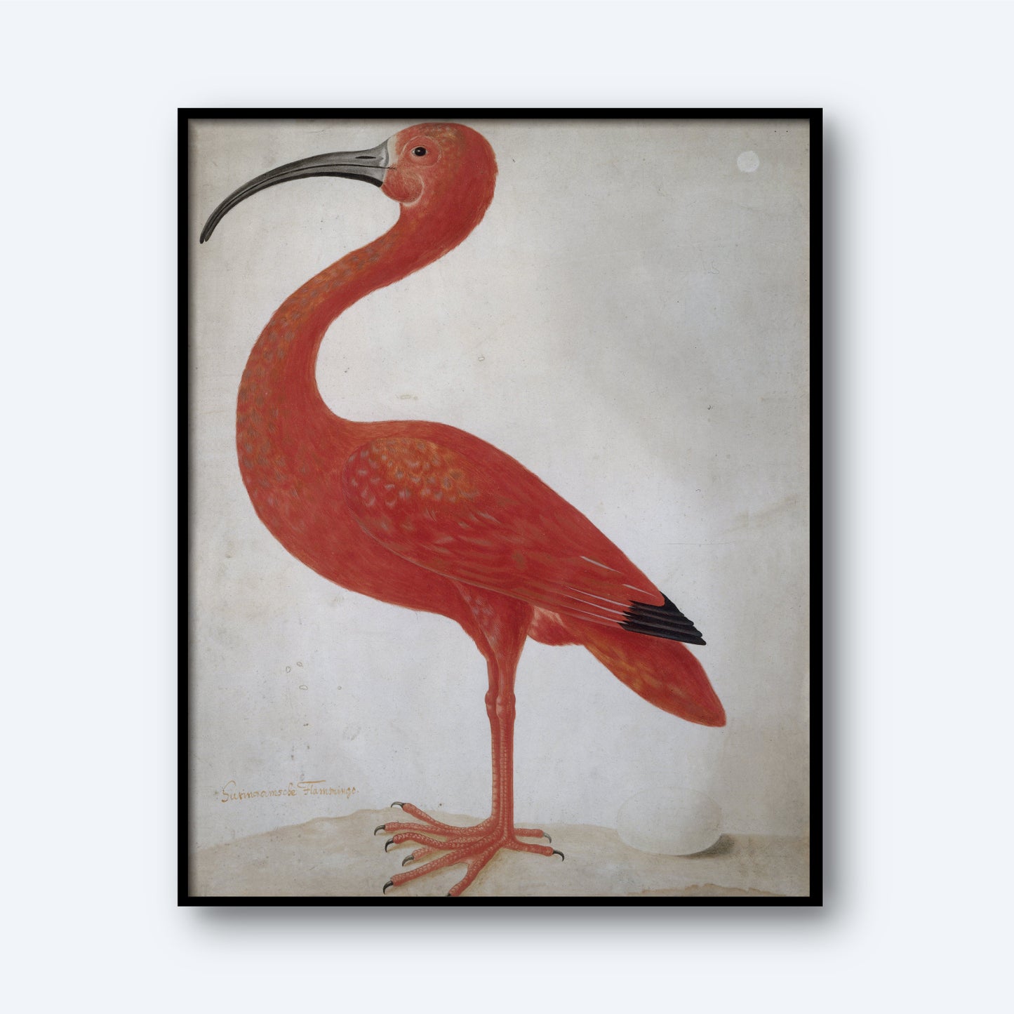 A framed vintage print titled "Scarlet Ibis With An Egg" features a Scarlet Ibis standing on one leg against a plain background. The bird is vibrant red with a long, curved black beak and detailed feathers, showcasing its elegant and distinctive profile—an exquisite piece of wall art.