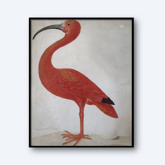 A framed vintage print titled "Scarlet Ibis With An Egg" features a Scarlet Ibis standing on one leg against a plain background. The bird is vibrant red with a long, curved black beak and detailed feathers, showcasing its elegant and distinctive profile—an exquisite piece of wall art.