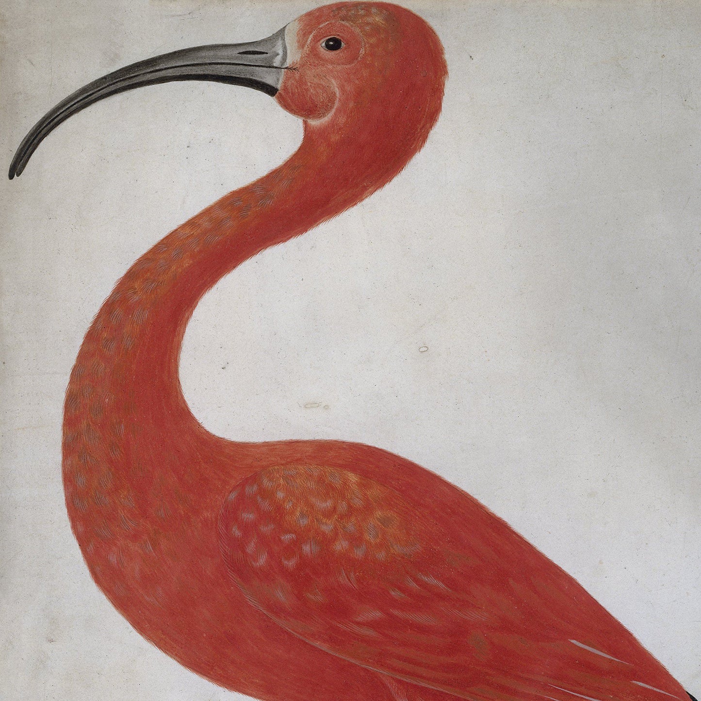 An illustration titled "Scarlet Ibis With An Egg" features a scarlet ibis with a long, curved black bill and vibrant red plumage, depicted against a plain, light background. The bird is shown in profile, facing left and showcasing its distinctive features. Perfect for wall art enthusiasts, this piece evokes the charm of a vintage print.