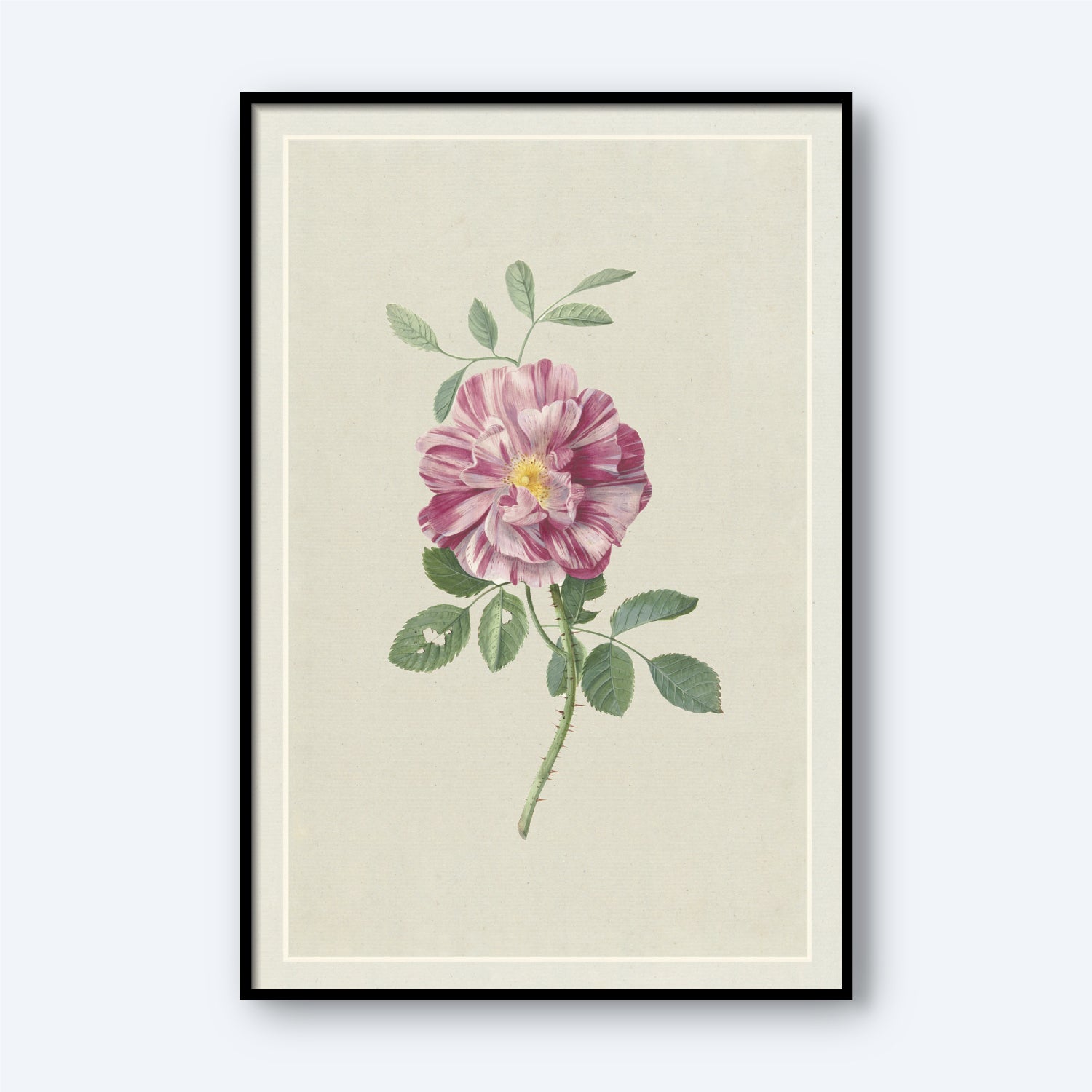 Rosa Gallica by Hendrik Schwegman features a framed botanical illustration of a single Rosa Gallica with green leaves against a light beige background. The rose has multiple petals adorned with light and dark pink streaks, all encased in a frame with a thin black border, making it perfect as elegant wall art.
