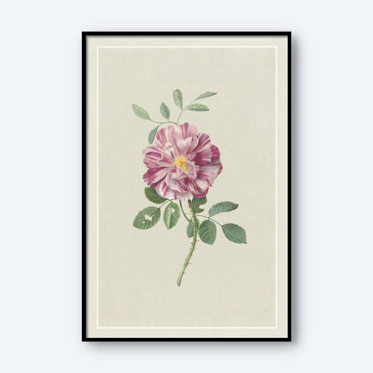 Rosa Gallica by Hendrik Schwegman features a framed botanical illustration of a single Rosa Gallica with green leaves against a light beige background. The rose has multiple petals adorned with light and dark pink streaks, all encased in a frame with a thin black border, making it perfect as elegant wall art.