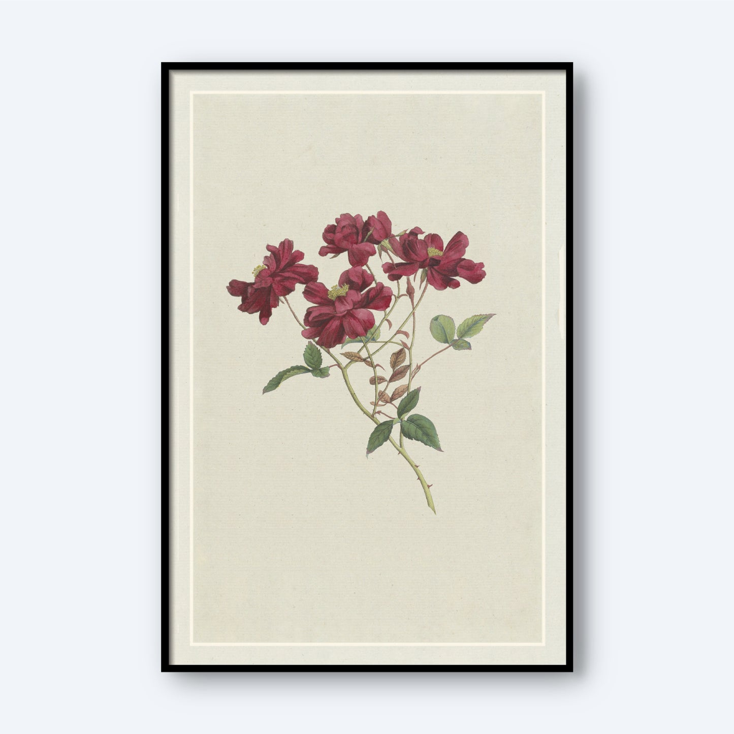 The "Chinesische Rose by Hendrik Schwegman" features a framed botanical illustration of multiple deep red blossoms and green leaves on a light beige background, accented by a black frame with a minimalistic design, capturing the timeless allure of Schwegman's work.