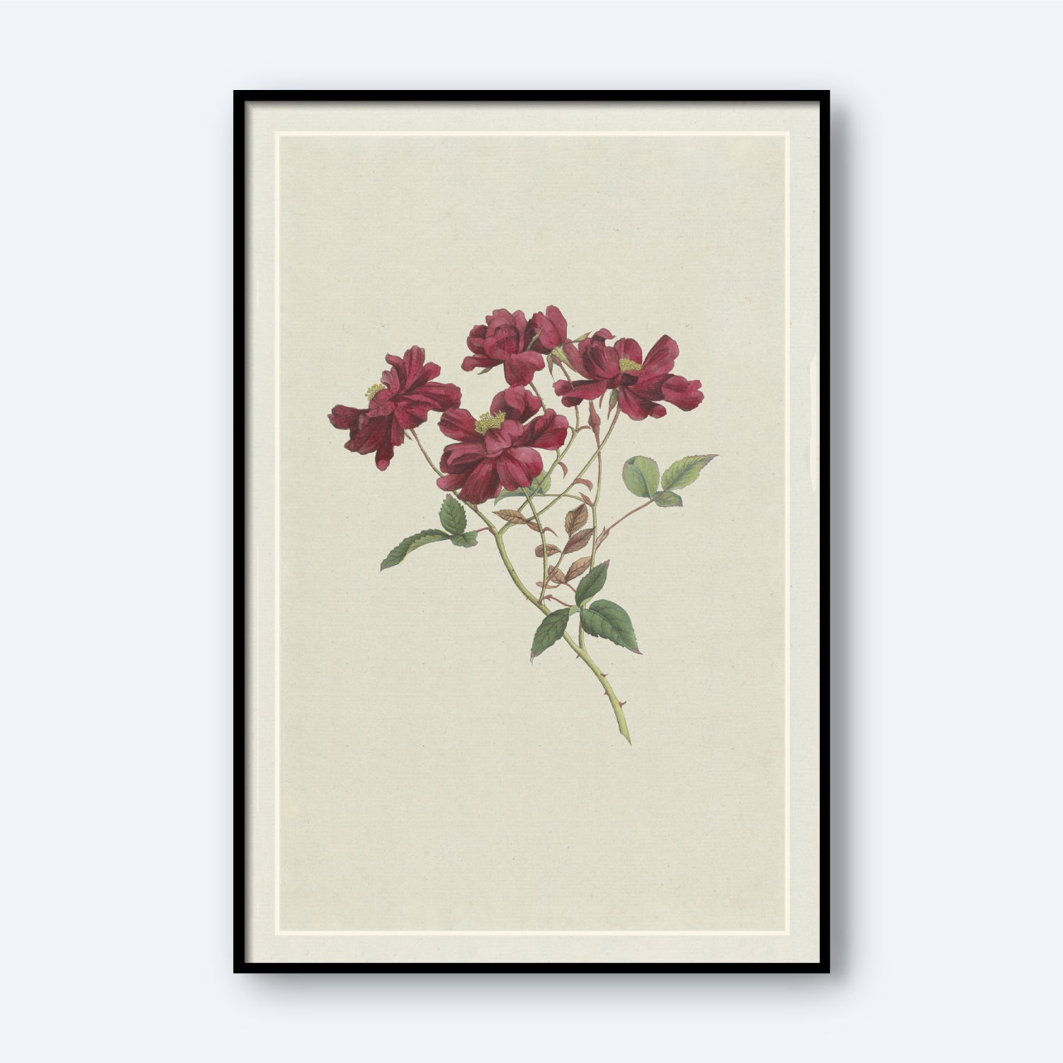 The "Chinesische Rose by Hendrik Schwegman" features a framed botanical illustration of multiple deep red blossoms and green leaves on a light beige background, accented by a black frame with a minimalistic design, capturing the timeless allure of Schwegman's work.