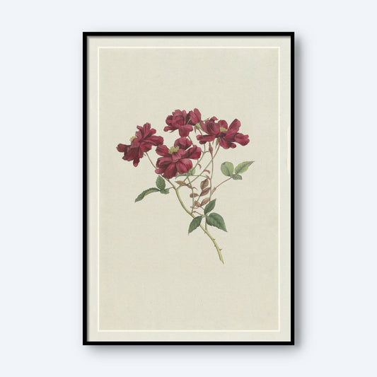 The "Chinesische Rose by Hendrik Schwegman" features a framed botanical illustration of multiple deep red blossoms and green leaves on a light beige background, accented by a black frame with a minimalistic design, capturing the timeless allure of Schwegman's work.