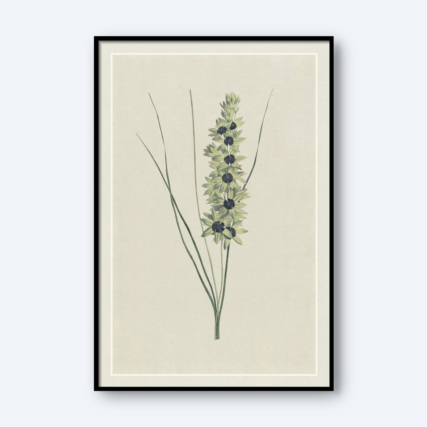 The African Iris by Hendrik Schwegman is a framed botanical illustration showcasing a delicately rendered African Iris with slender green leaves and a tall, central stem. Small, symmetrical greenish flowers are clustered together on the stem, all set against a soft off-white background that beautifully enhances the plant's details.