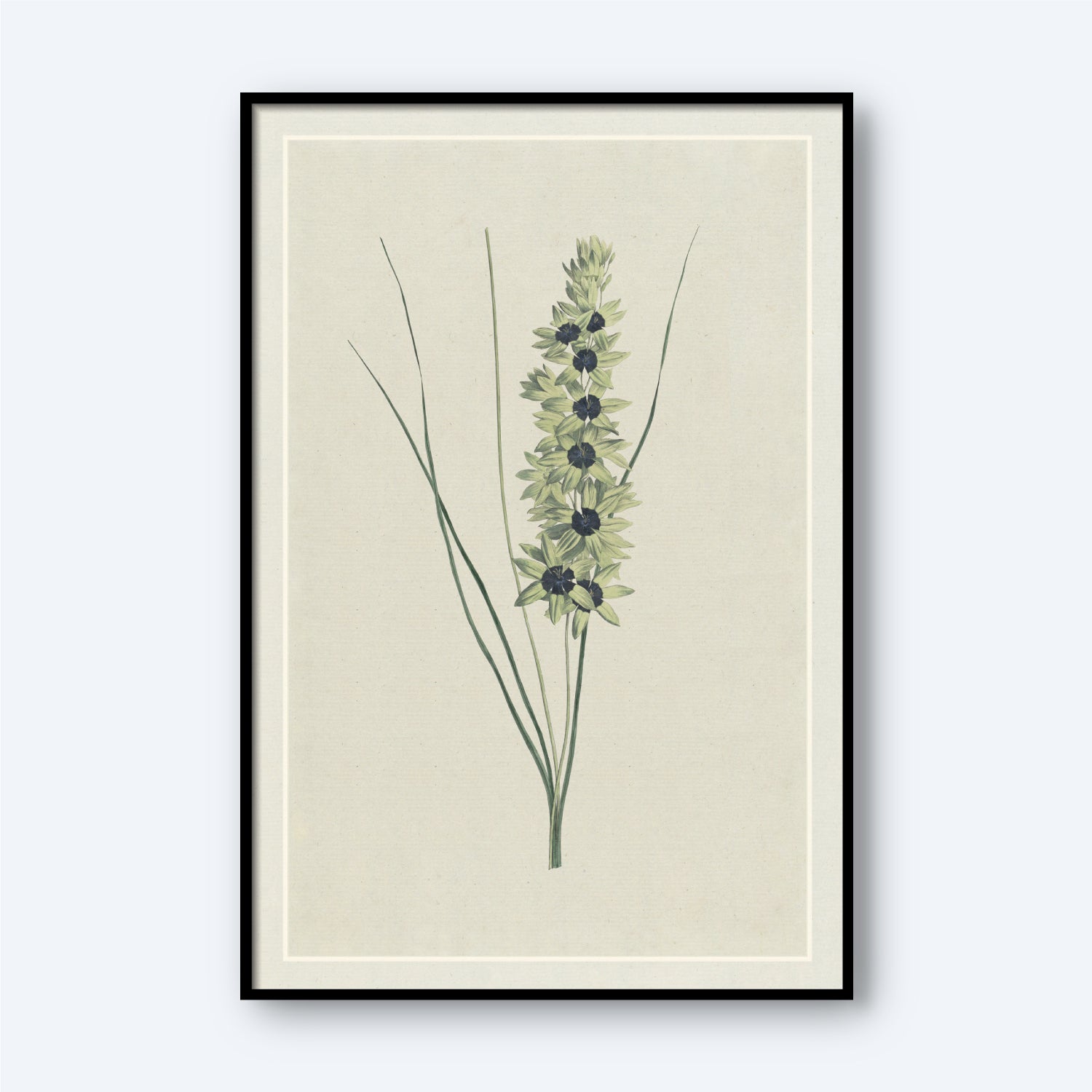 The African Iris by Hendrik Schwegman is a framed botanical illustration showcasing a delicately rendered African Iris with slender green leaves and a tall, central stem. Small, symmetrical greenish flowers are clustered together on the stem, all set against a soft off-white background that beautifully enhances the plant's details.