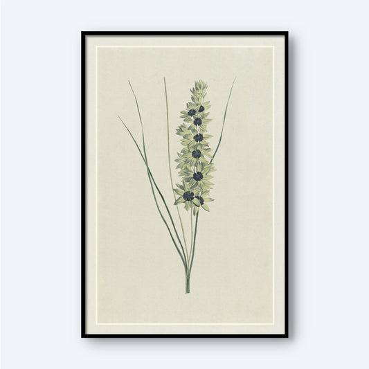 The African Iris by Hendrik Schwegman is a framed botanical illustration showcasing a delicately rendered African Iris with slender green leaves and a tall, central stem. Small, symmetrical greenish flowers are clustered together on the stem, all set against a soft off-white background that beautifully enhances the plant's details.