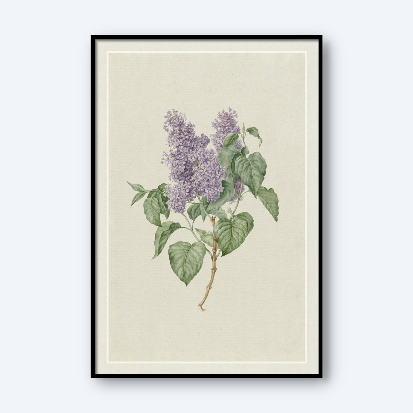 Introducing 'Lilac' by Hendrik Schwegman, a framed botanical illustration that highlights the elegant beauty of a lilac branch with light purple blossoms and vibrant green leaves against a light beige background. The artwork is accented with a thin, white border and enclosed in a sleek black frame.