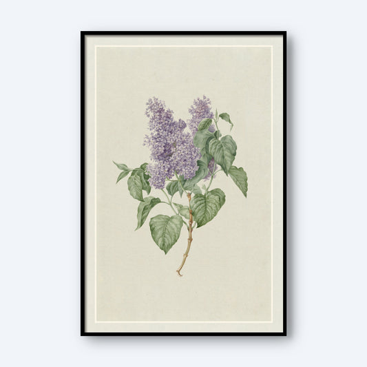 Introducing 'Lilac' by Hendrik Schwegman, a framed botanical illustration that highlights the elegant beauty of a lilac branch with light purple blossoms and vibrant green leaves against a light beige background. The artwork is accented with a thin, white border and enclosed in a sleek black frame.
