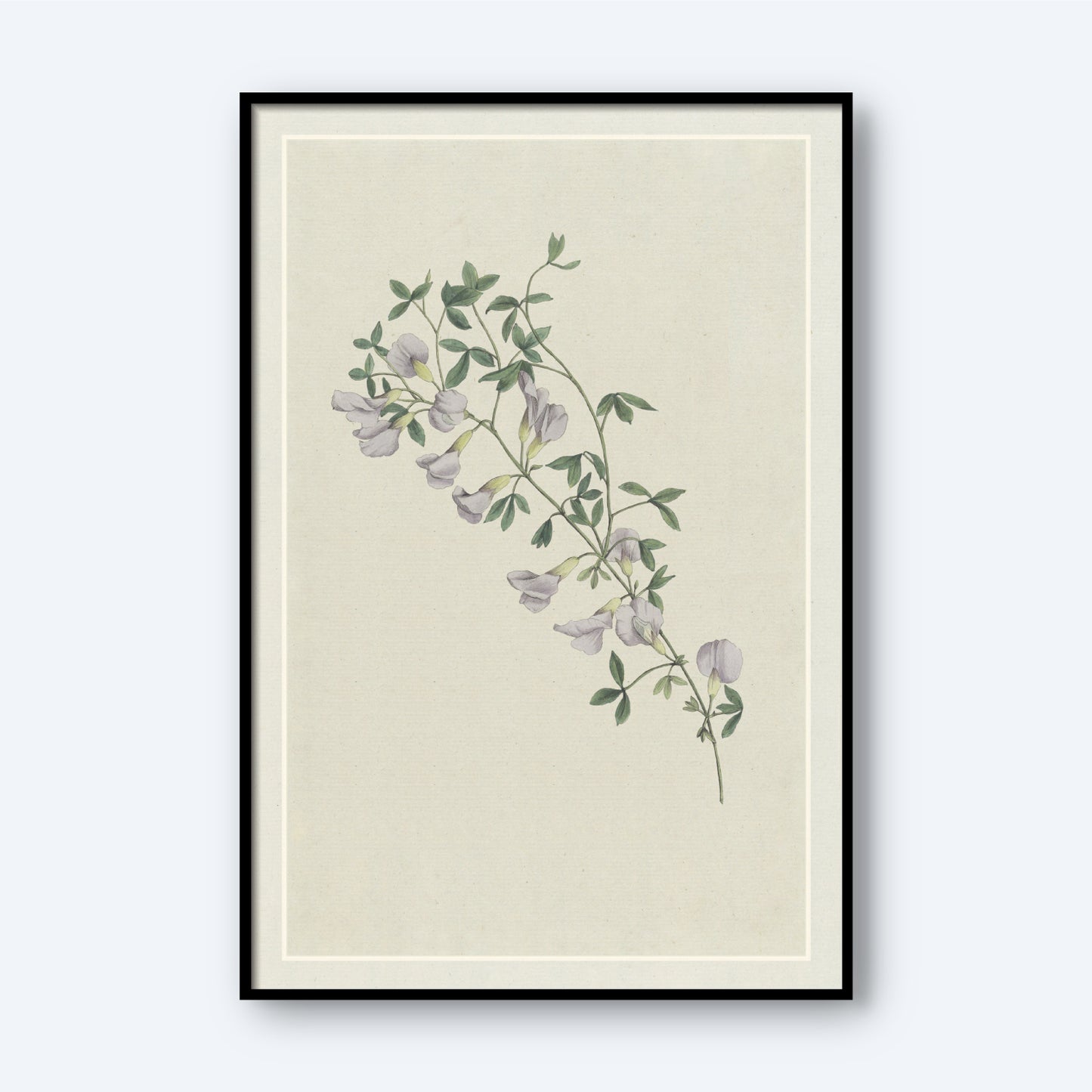 The artwork "Purple Broom by Hendrik Schwegman" features a framed botanical illustration of a delicate Purple Broom branch, adorned with green leaves and light purple, bell-shaped flowers set against a plain beige background. This piece of wall art embraces a minimalist and vintage aesthetic.