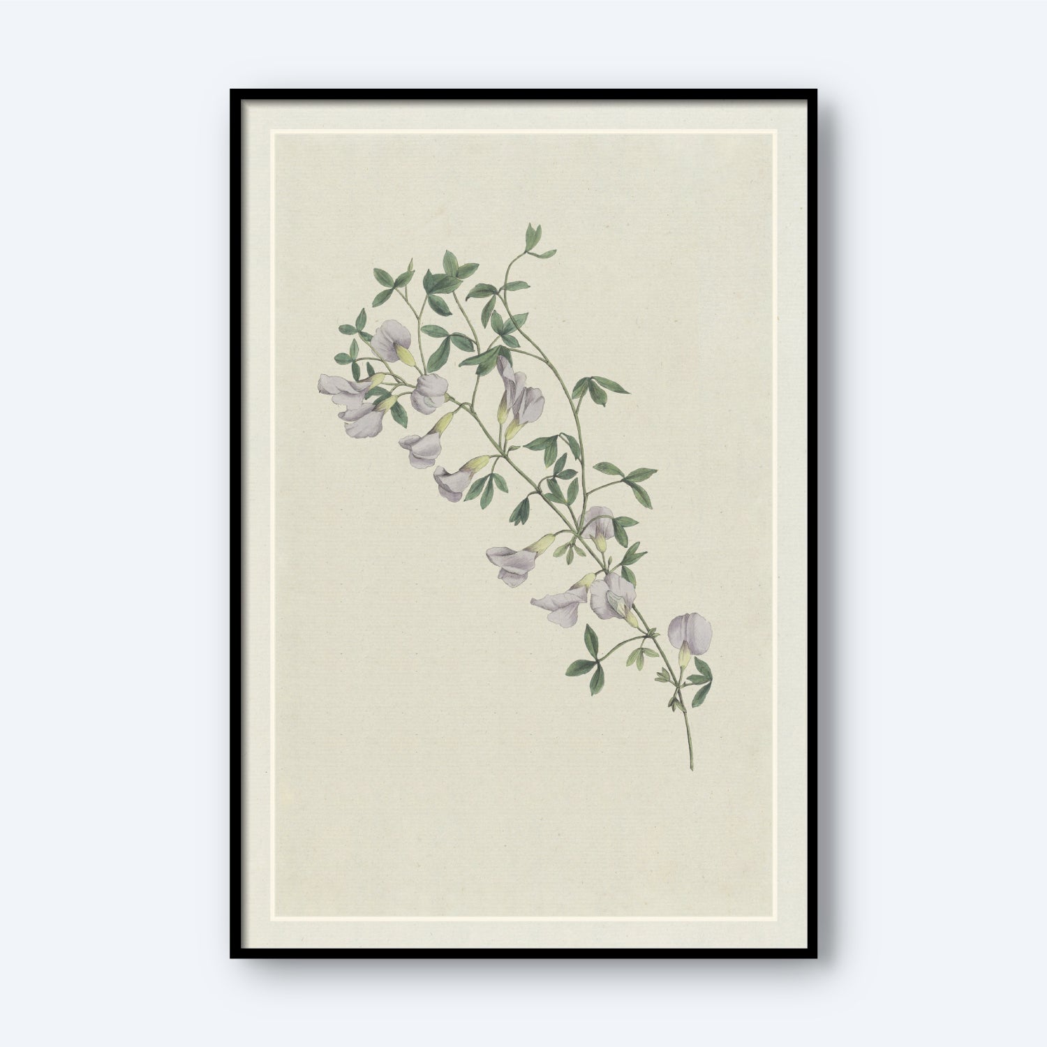 The artwork "Purple Broom by Hendrik Schwegman" features a framed botanical illustration of a delicate Purple Broom branch, adorned with green leaves and light purple, bell-shaped flowers set against a plain beige background. This piece of wall art embraces a minimalist and vintage aesthetic.