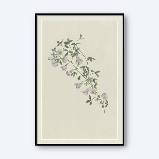 The artwork "Purple Broom by Hendrik Schwegman" features a framed botanical illustration of a delicate Purple Broom branch, adorned with green leaves and light purple, bell-shaped flowers set against a plain beige background. This piece of wall art embraces a minimalist and vintage aesthetic.