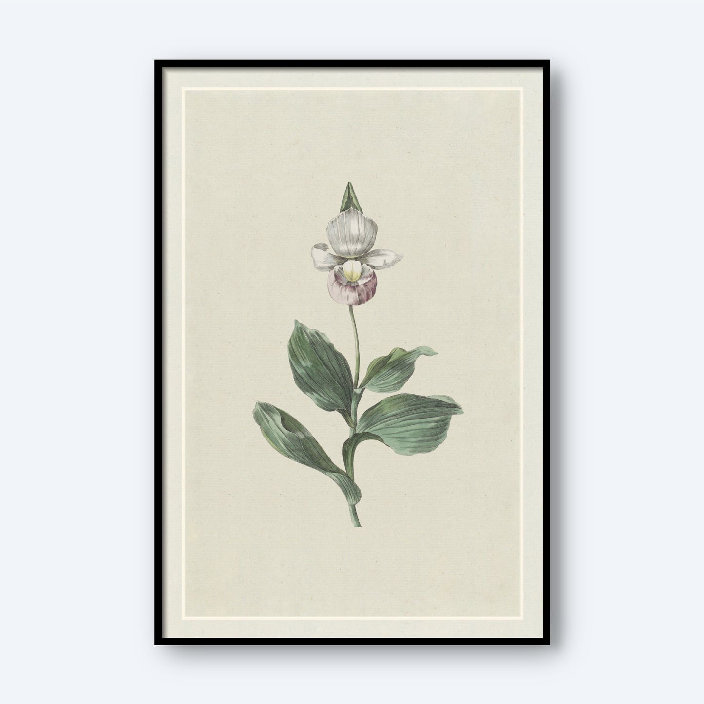 The "Orchid Lady's Slipper by Hendrik Schwegman" is a minimalist botanical art illustration featuring a white and purple Orchid Lady's Slipper with green leaves. It comes framed in black with a white border, offering a vintage, scientific feel against its light beige background.