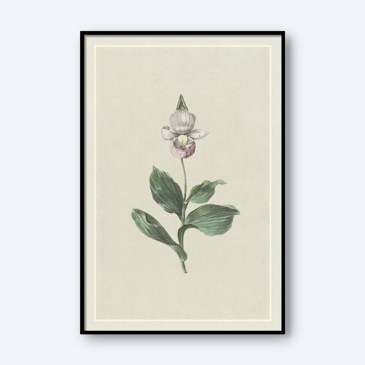 The "Orchid Lady's Slipper by Hendrik Schwegman" is a minimalist botanical art illustration featuring a white and purple Orchid Lady's Slipper with green leaves. It comes framed in black with a white border, offering a vintage, scientific feel against its light beige background.