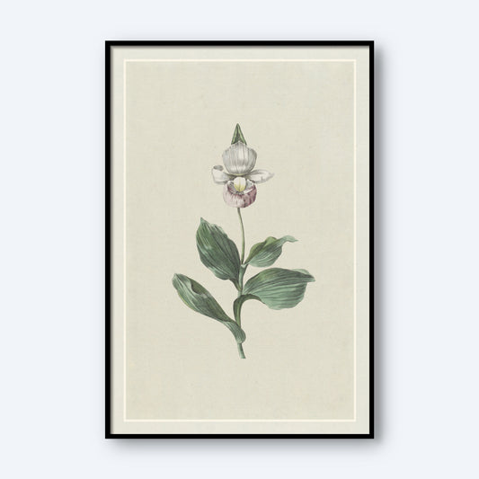 The "Orchid Lady's Slipper by Hendrik Schwegman" is a minimalist botanical art illustration featuring a white and purple Orchid Lady's Slipper with green leaves. It comes framed in black with a white border, offering a vintage, scientific feel against its light beige background.