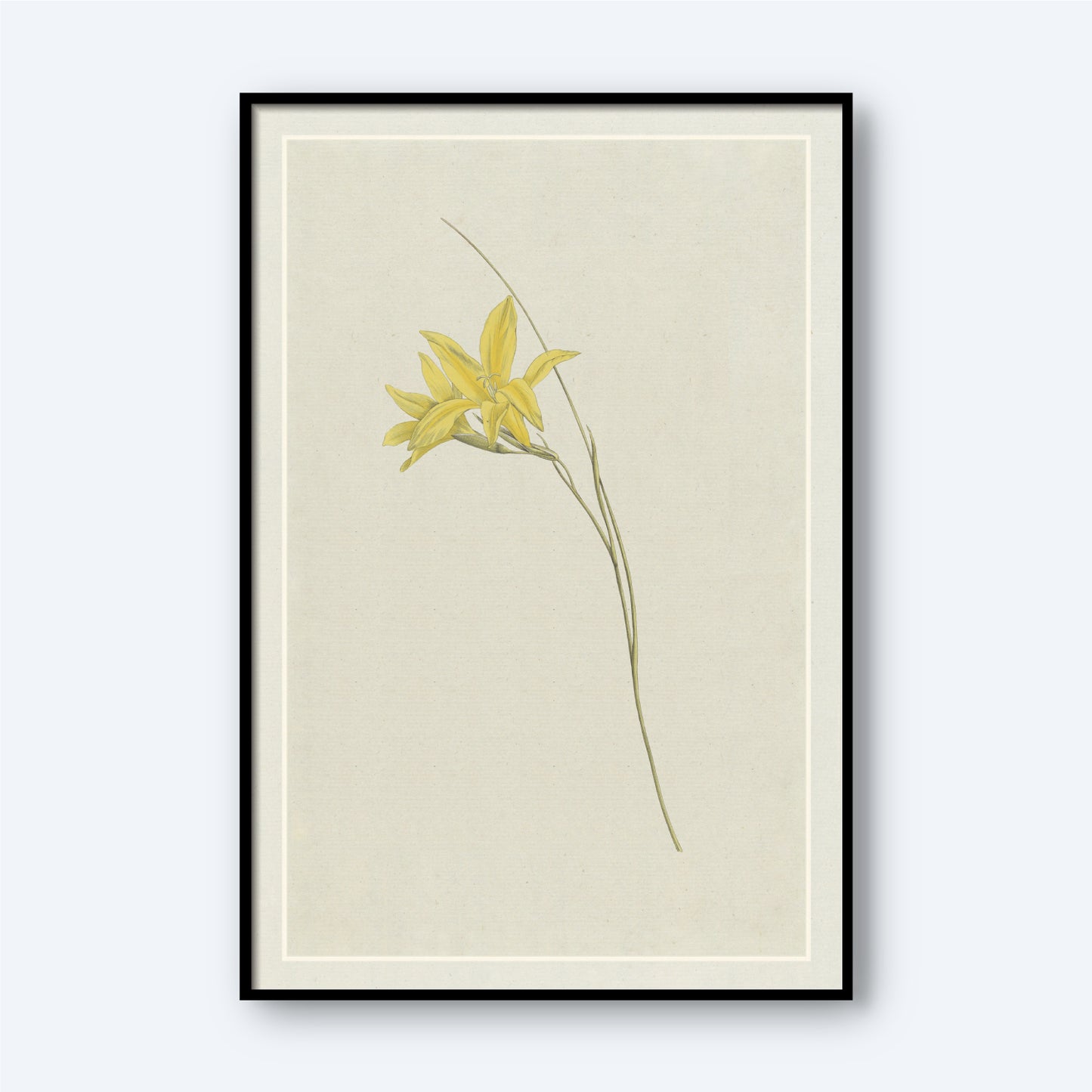 The "Sword Lily by Hendrik Schwegman" is a minimalist botanical illustration showcasing a single stem of the Sword Lily with exquisite yellow flowers. The artwork comes in a sleek black frame, complemented by cream-colored matting and set against an off-white background, creating an elegant and understated appearance.