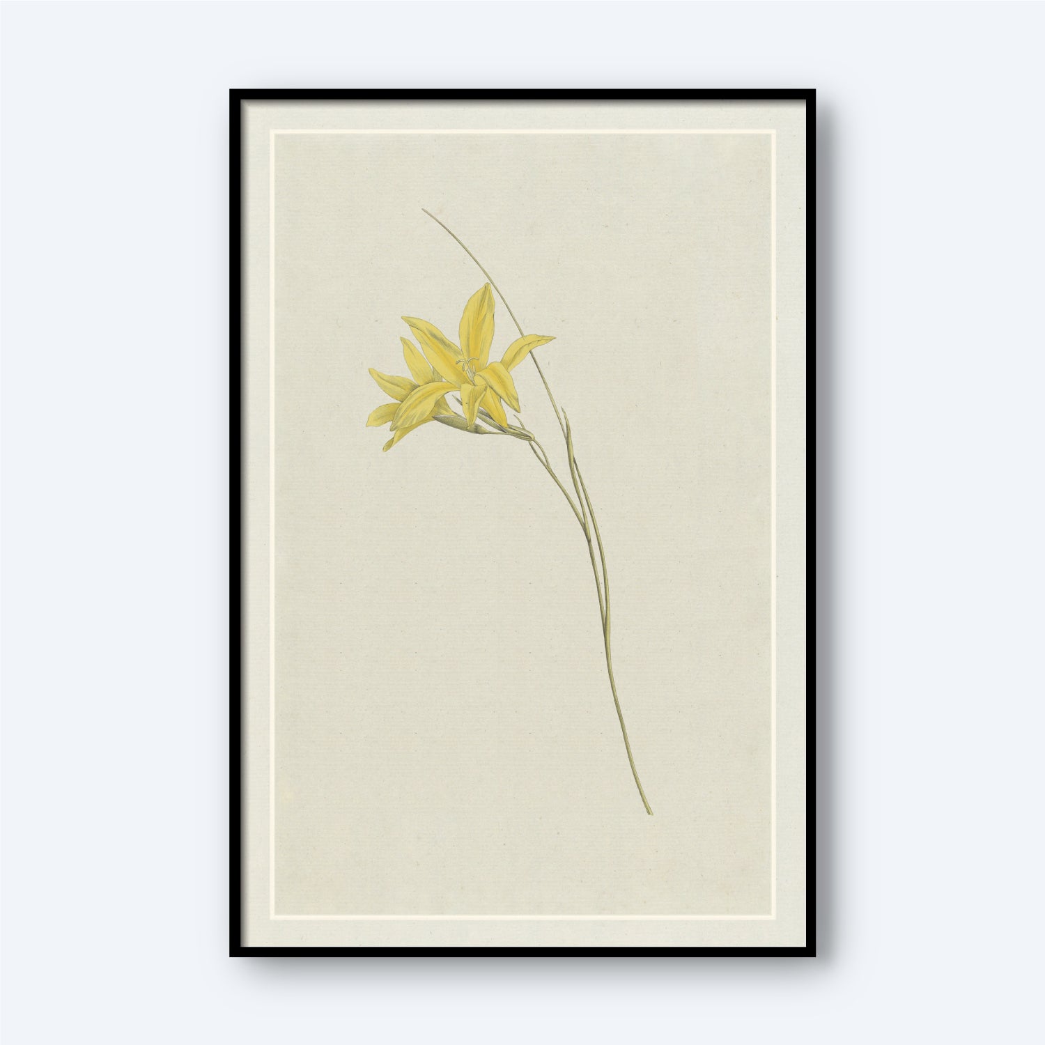 The "Sword Lily by Hendrik Schwegman" is a minimalist botanical illustration showcasing a single stem of the Sword Lily with exquisite yellow flowers. The artwork comes in a sleek black frame, complemented by cream-colored matting and set against an off-white background, creating an elegant and understated appearance.