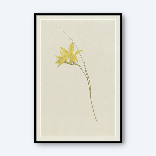 The "Sword Lily by Hendrik Schwegman" is a minimalist botanical illustration showcasing a single stem of the Sword Lily with exquisite yellow flowers. The artwork comes in a sleek black frame, complemented by cream-colored matting and set against an off-white background, creating an elegant and understated appearance.