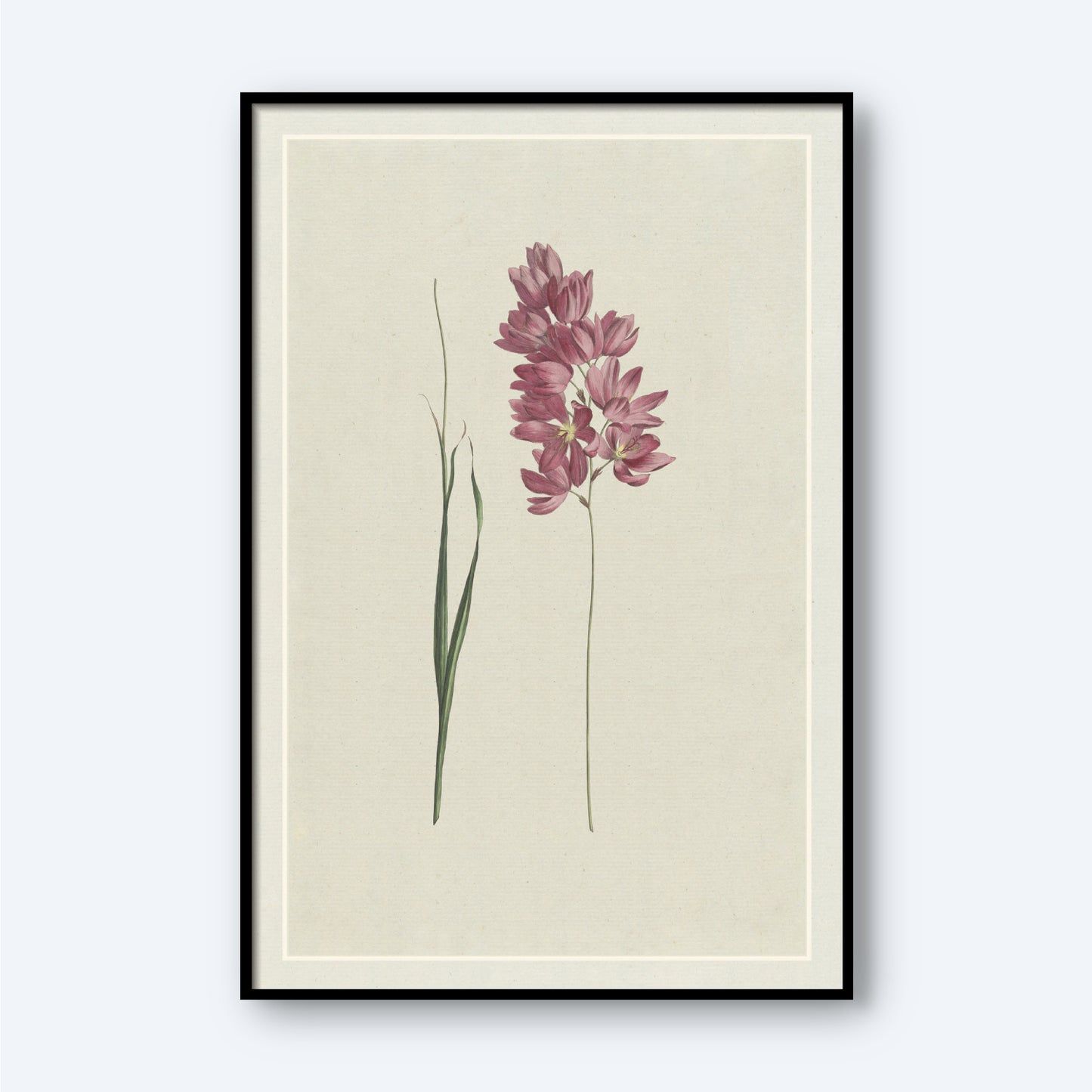 The Ixia patens Aiton, Ixia aristata by Hendrik Schwegman is a framed botanical illustration showcasing a flower with pink blossoms on slender, tall stems and elongated green leaves set against a pale background. The clustered flowers at the top and the minimalistic design exude elegance, making it an ideal piece of wall art.