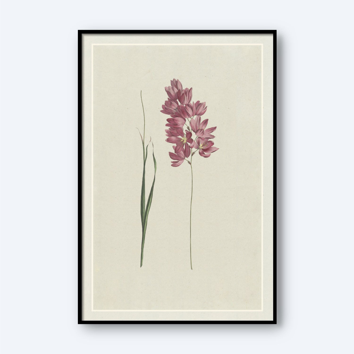 The Ixia patens Aiton, Ixia aristata by Hendrik Schwegman is a framed botanical illustration showcasing a flower with pink blossoms on slender, tall stems and elongated green leaves set against a pale background. The clustered flowers at the top and the minimalistic design exude elegance, making it an ideal piece of wall art.