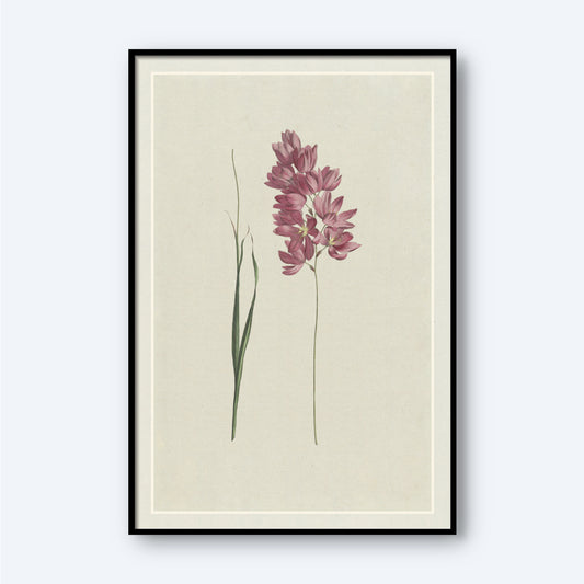 The Ixia patens Aiton, Ixia aristata by Hendrik Schwegman is a framed botanical illustration showcasing a flower with pink blossoms on slender, tall stems and elongated green leaves set against a pale background. The clustered flowers at the top and the minimalistic design exude elegance, making it an ideal piece of wall art.
