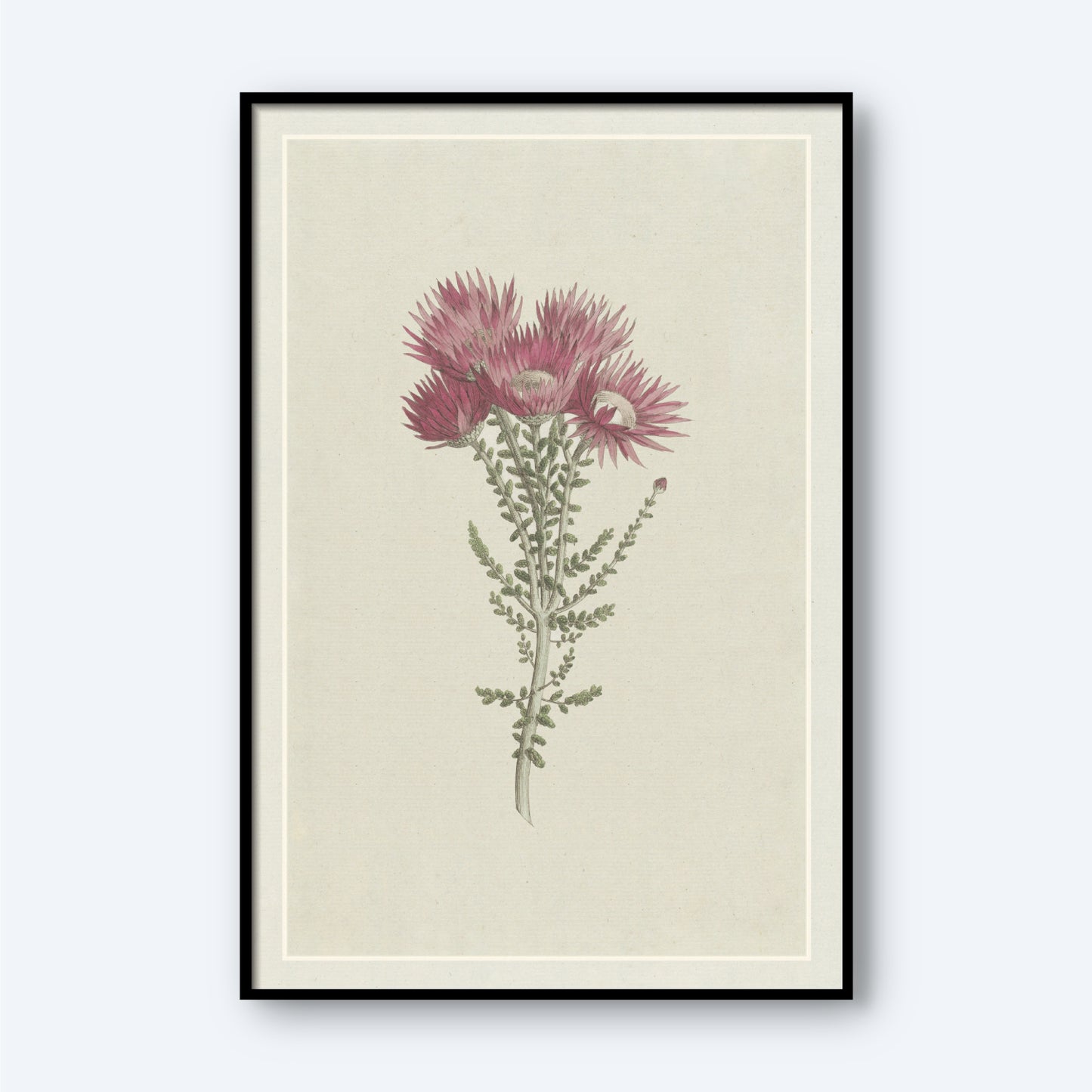 The "Phaenocoma prolifera Xeranthemum proliferum" by Hendrik Schwegman features a framed botanical illustration of pink flowers with spiky petals and green leaves, arranged vertically on a light beige background. This delicate and vintage-style artwork is elegantly showcased in a simple black frame.
