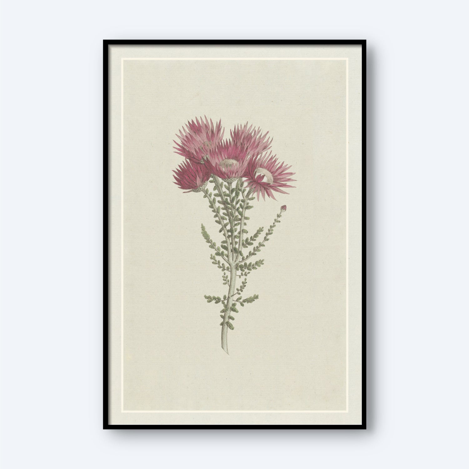 The "Phaenocoma prolifera Xeranthemum proliferum" by Hendrik Schwegman features a framed botanical illustration of pink flowers with spiky petals and green leaves, arranged vertically on a light beige background. This delicate and vintage-style artwork is elegantly showcased in a simple black frame.