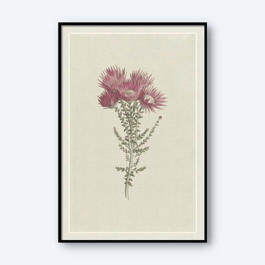 The "Phaenocoma prolifera Xeranthemum proliferum" by Hendrik Schwegman features a framed botanical illustration of pink flowers with spiky petals and green leaves, arranged vertically on a light beige background. This delicate and vintage-style artwork is elegantly showcased in a simple black frame.