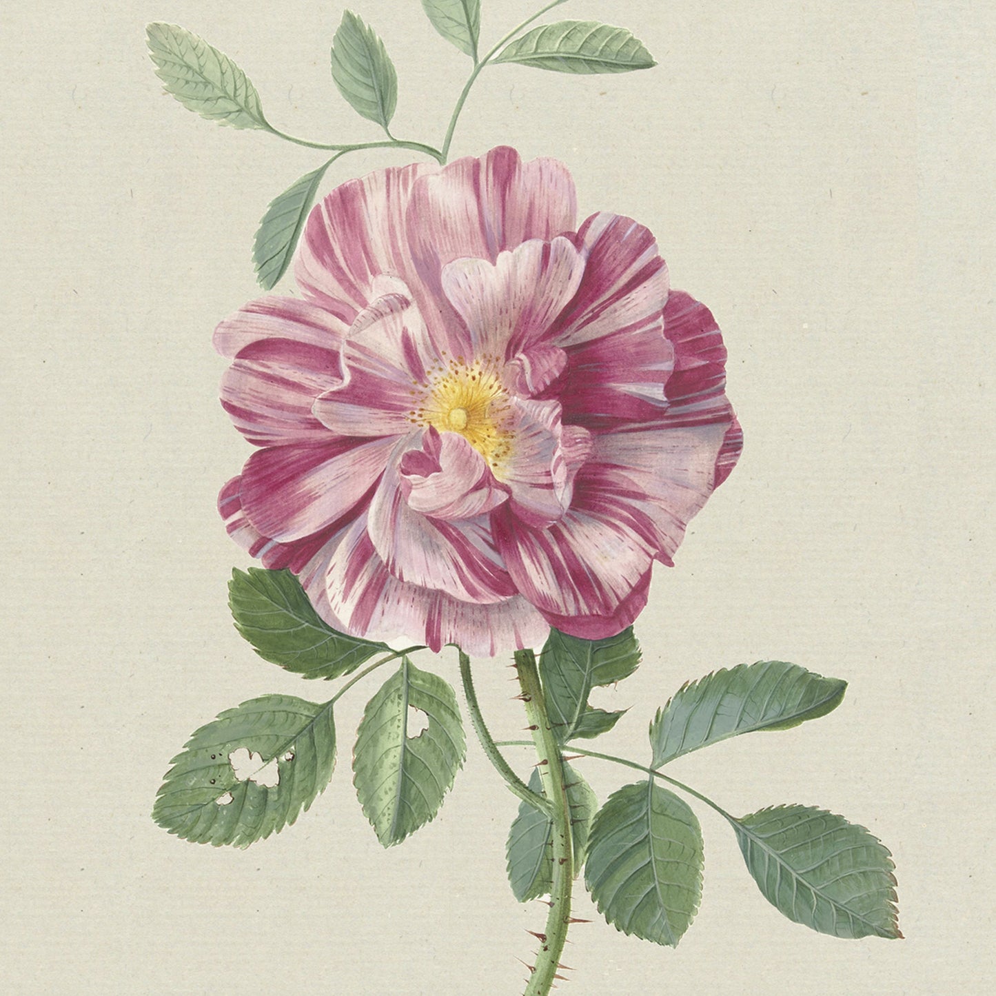 Illustration of Hendrik Schwegman's "Rosa Gallica," showcasing a pink and white striped rose in full bloom with a yellow center, surrounded by green leaves, some of which have minor holes. The visible rose stem features small thorns. This botanical artwork makes perfect wall art against a neutral light background.