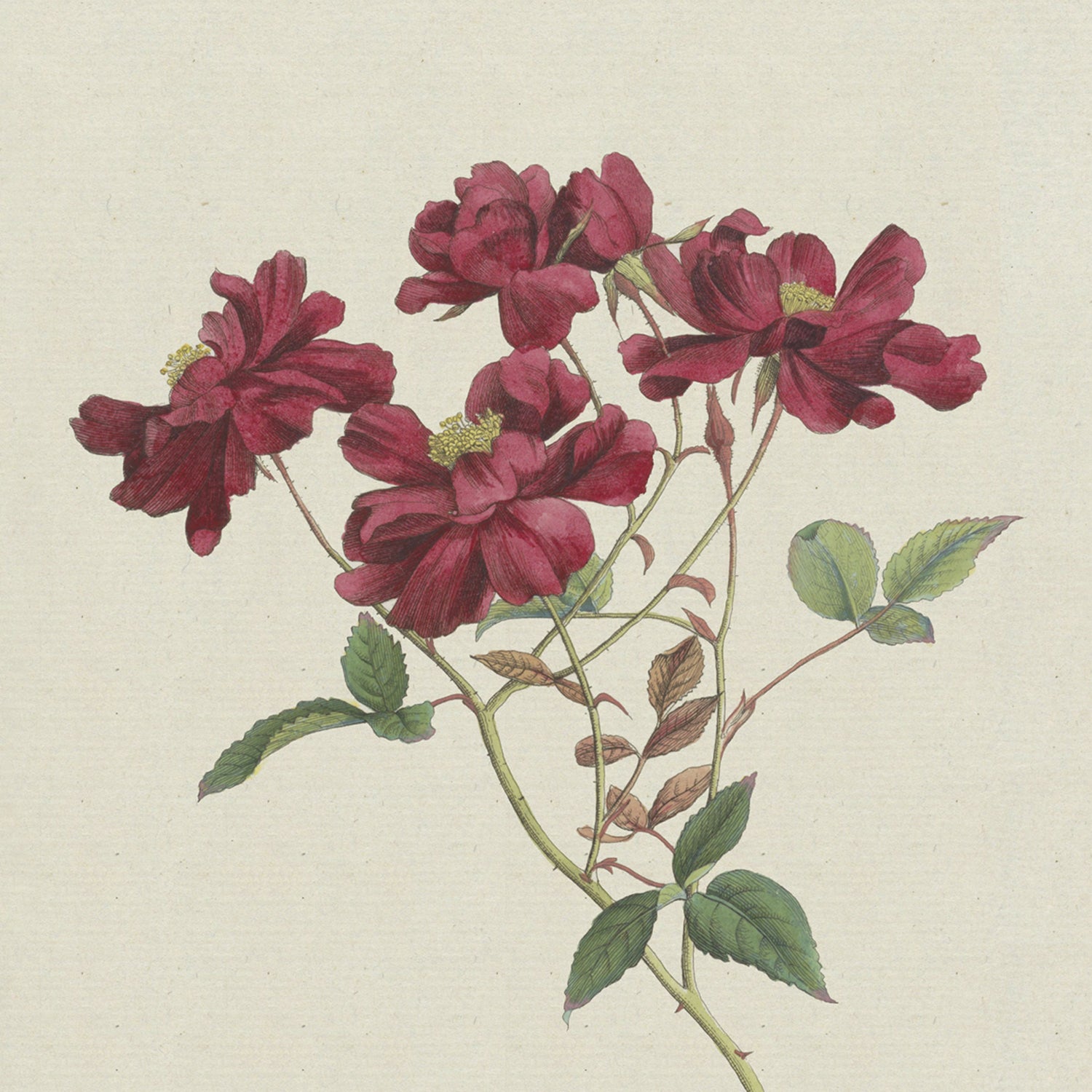 The "Chinesische Rose by Hendrik Schwegman" features a detailed botanical illustration of five deep red blooms with slightly ruffled petals and pale yellow centers. The slender stems are adorned with green leaves, set against a plain, light beige background.