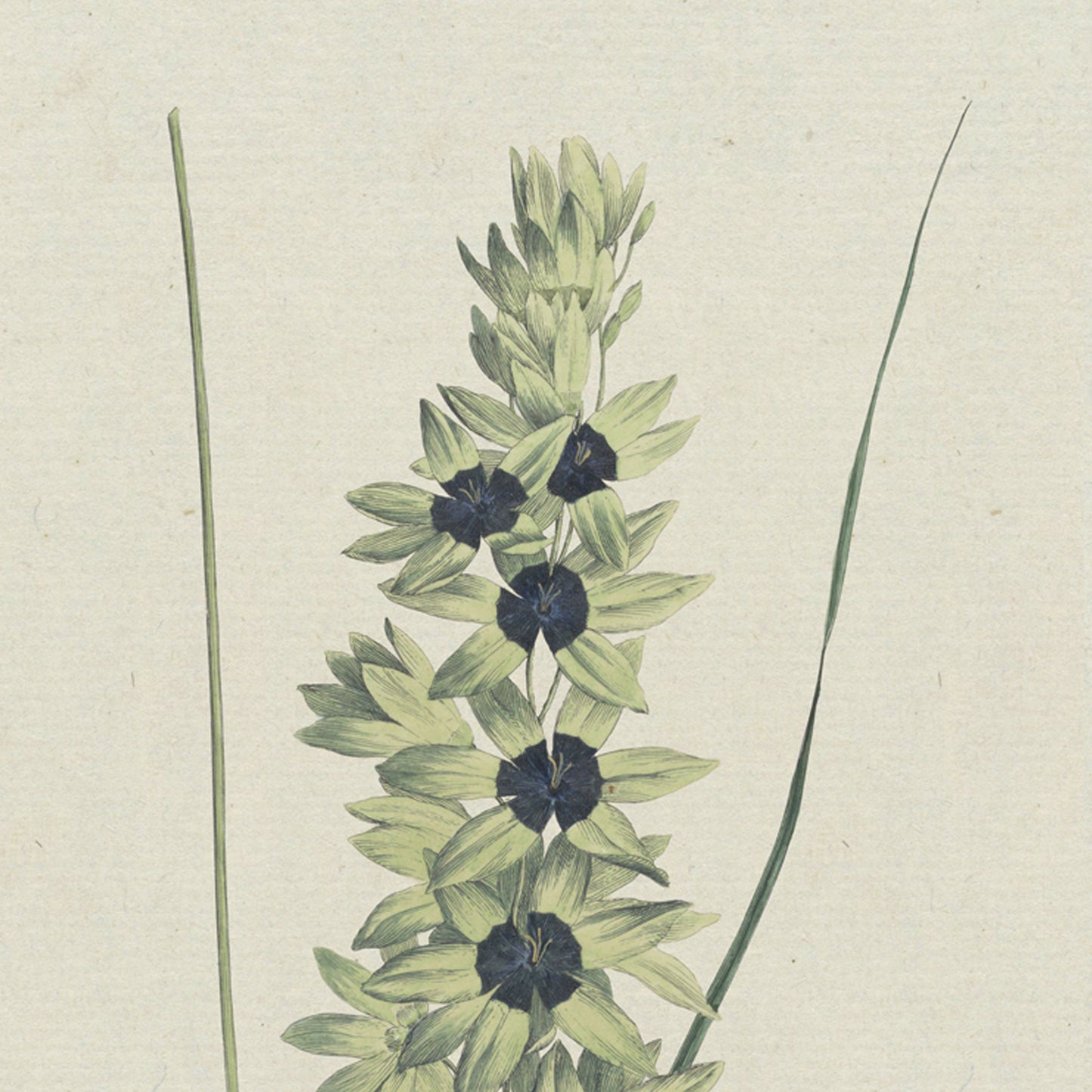 The artwork "African Iris by Hendrik Schwegman" showcases a botanical illustration of a tall stemmed African Iris adorned with clusters of small, light green flowers. Each cluster features dark centers that create a striking contrast, while two slender, blade-like leaves gracefully flank the central stem against a neutral background.