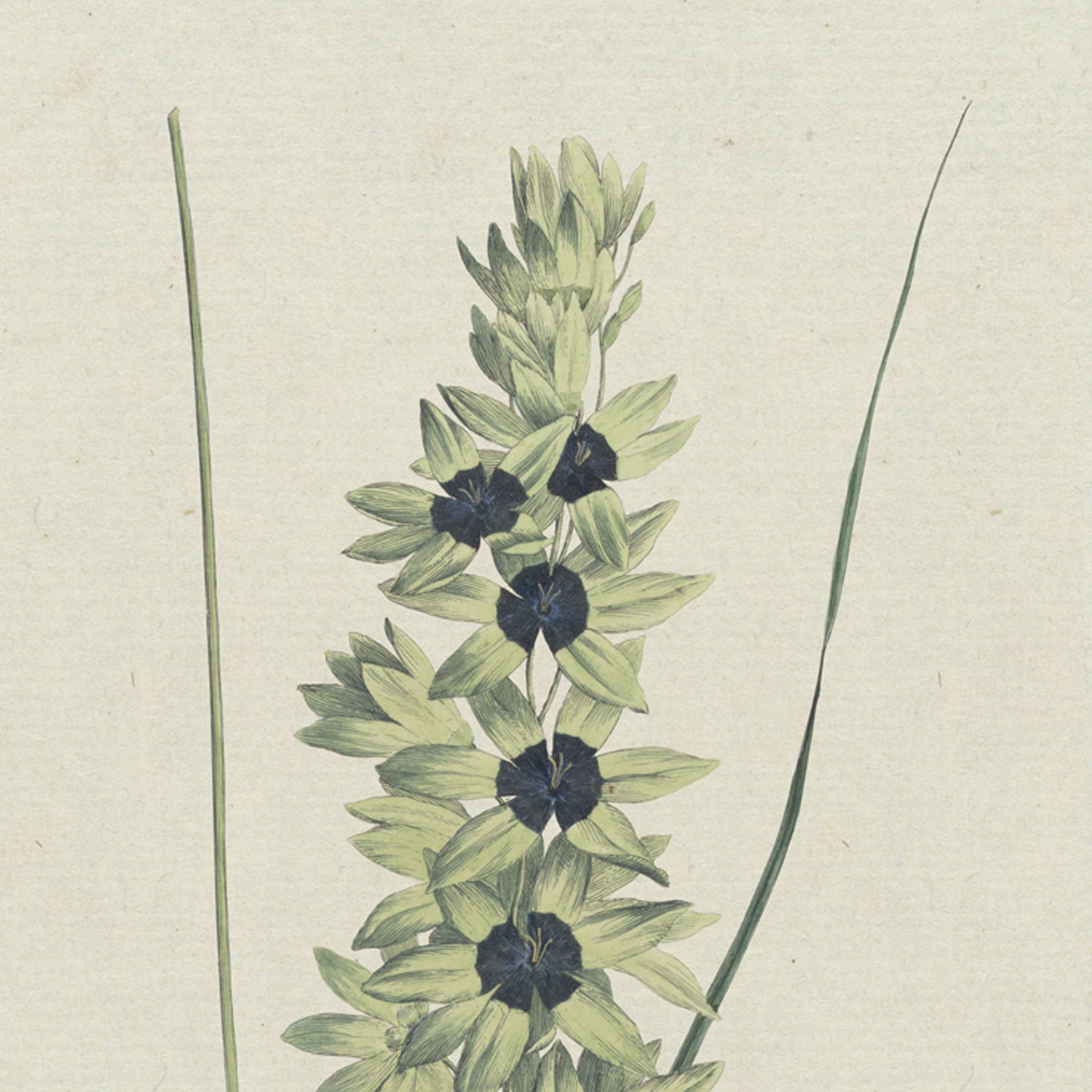 The artwork "African Iris by Hendrik Schwegman" showcases a botanical illustration of a tall stemmed African Iris adorned with clusters of small, light green flowers. Each cluster features dark centers that create a striking contrast, while two slender, blade-like leaves gracefully flank the central stem against a neutral background.
