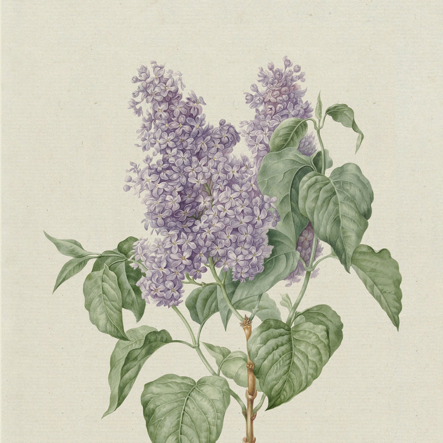 The botanical illustration titled "Lilac by Hendrik Schwegman" exudes floral elegance with clusters of small, delicate purple flowers surrounded by large green leaves. The detailed drawing is set against a cream-colored background.