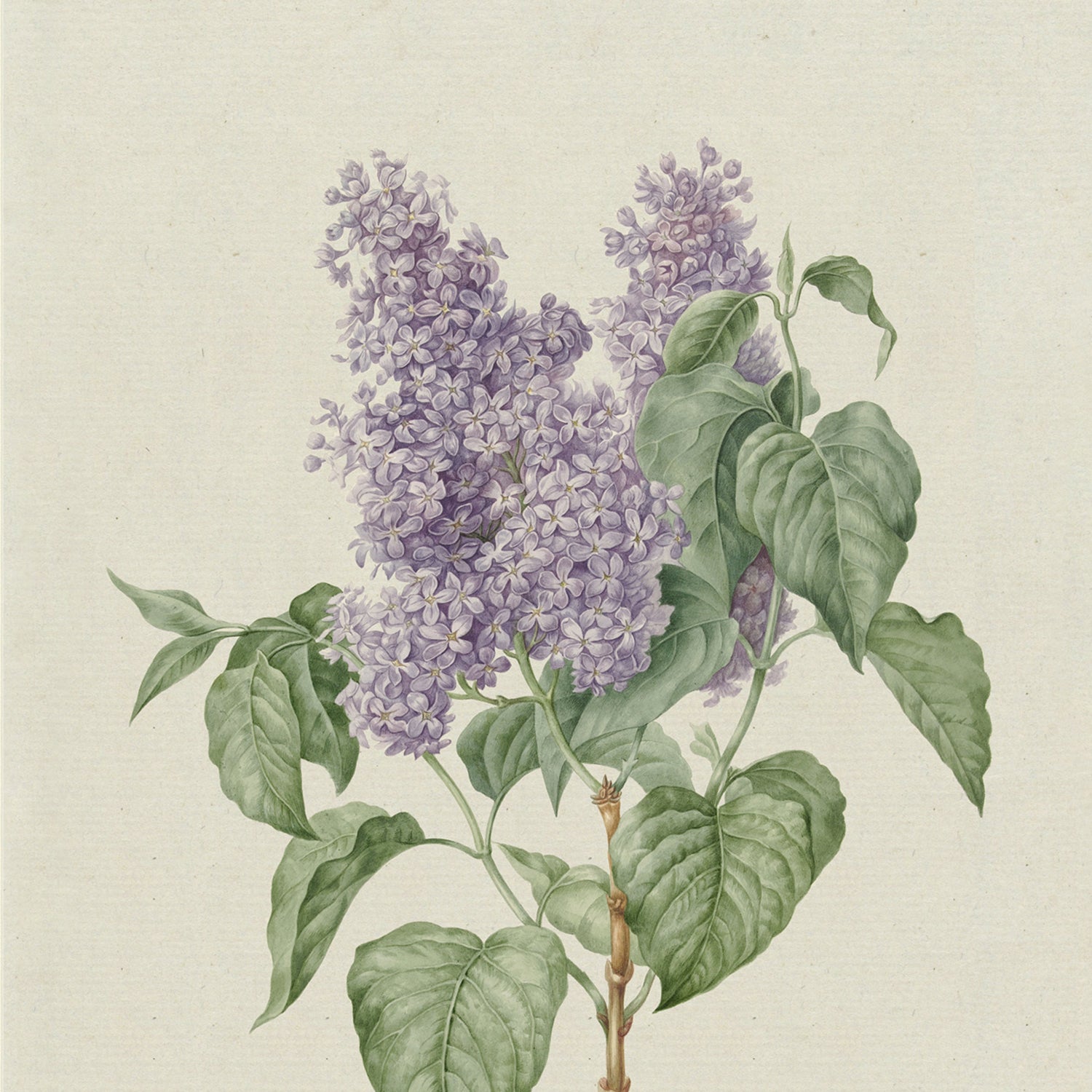 The botanical illustration titled "Lilac by Hendrik Schwegman" exudes floral elegance with clusters of small, delicate purple flowers surrounded by large green leaves. The detailed drawing is set against a cream-colored background.