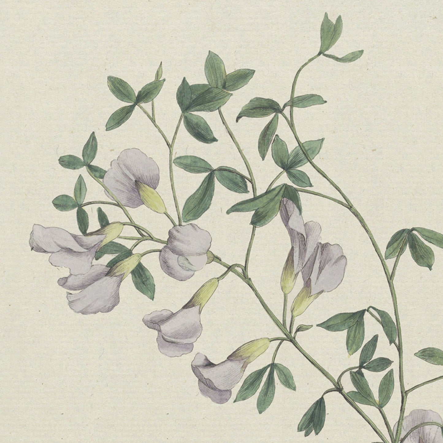 The Purple Broom by Hendrik Schwegman is a stunning botanical illustration of a flowering plant with slender, winding stems, green leaves, and pale purple flowers. Each delicate, funnel-shaped blossom branches elegantly off the main stem, making it perfect for wall art.