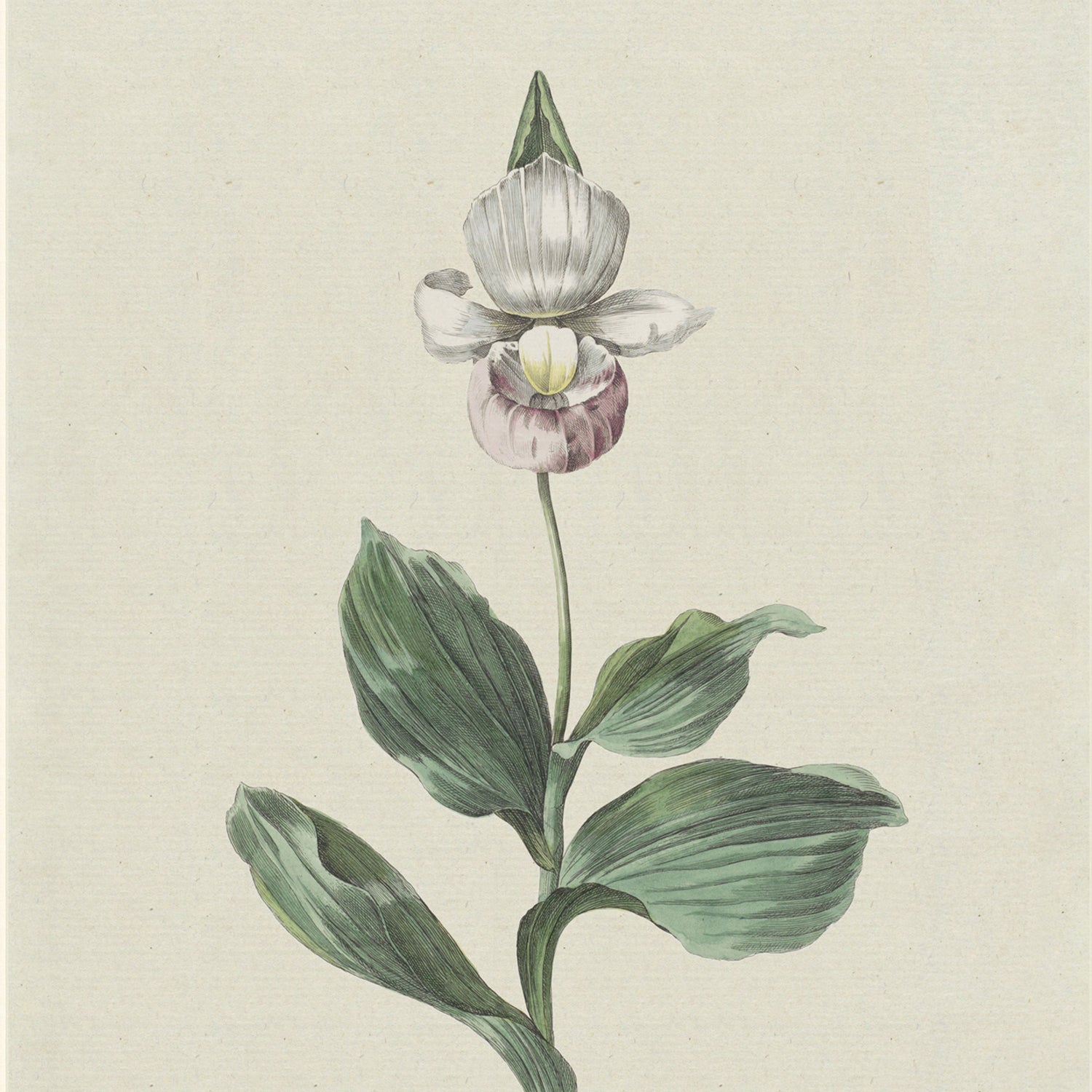 A botanical illustration titled "Orchid Lady's Slipper by Hendrik Schwegman" showcases the delicate beauty of an Orchid Lady's Slipper with a slender stem, broad green leaves, and a unique blossom. The flower's petals are white, with a lower petal resembling a small, closed pink and white pouch. This stunning piece of wall art features a plain, off-white background.