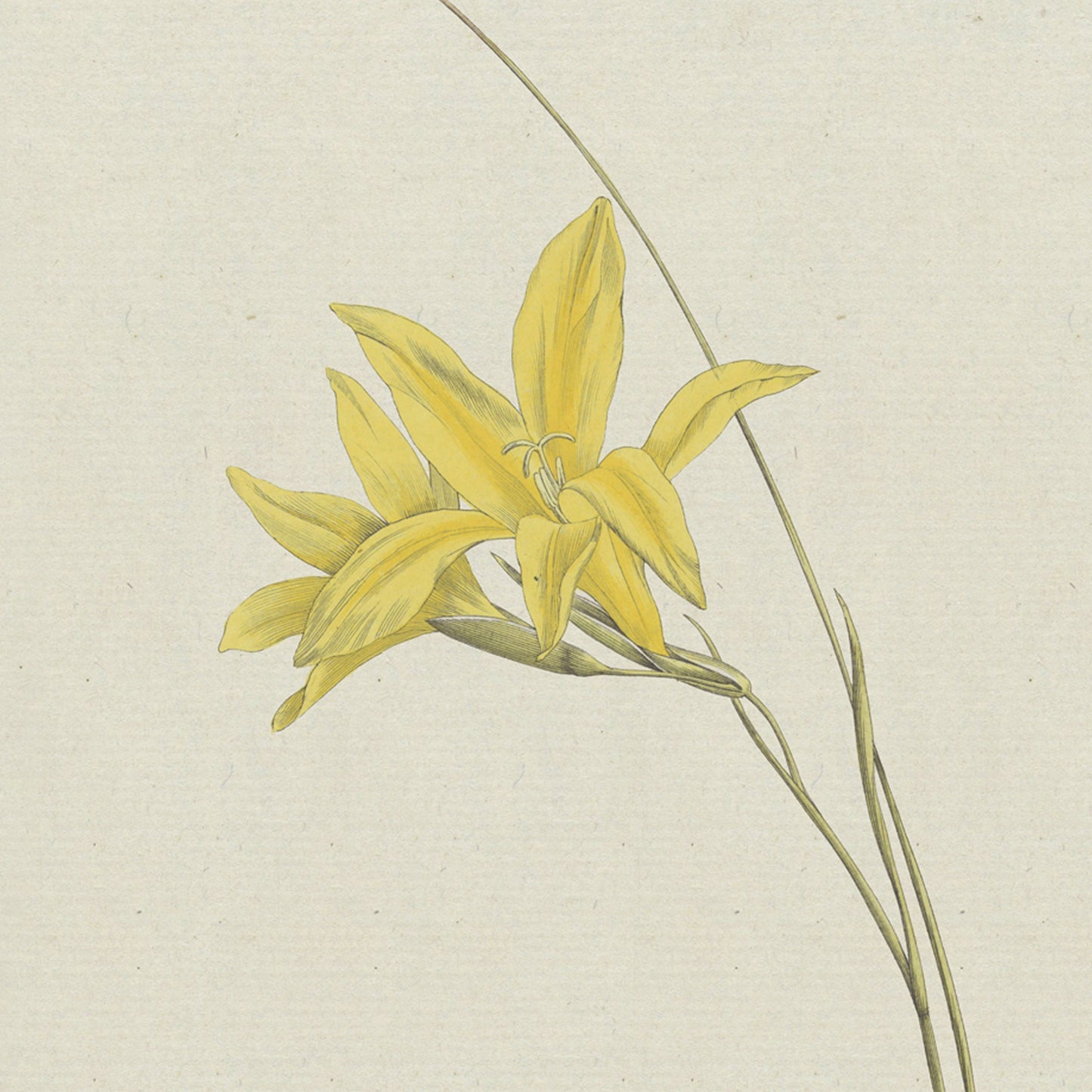 Illustration of a delicate yellow lily with multiple blooms on slender, arching stems, set against a light, neutral background. The detailed botanical illustration, titled "Sword Lily by Hendrik Schwegman," highlights the flower's elegance and simplicity, reminiscent of the sword lily's grace.