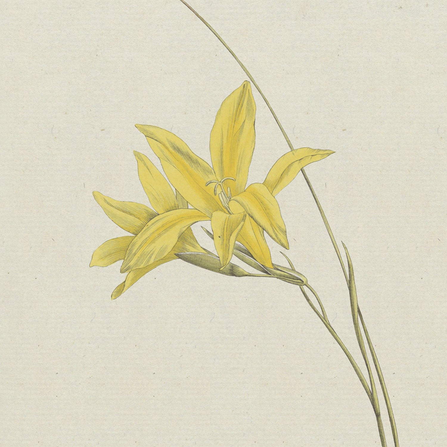 Illustration of a delicate yellow lily with multiple blooms on slender, arching stems, set against a light, neutral background. The detailed botanical illustration, titled "Sword Lily by Hendrik Schwegman," highlights the flower's elegance and simplicity, reminiscent of the sword lily's grace.