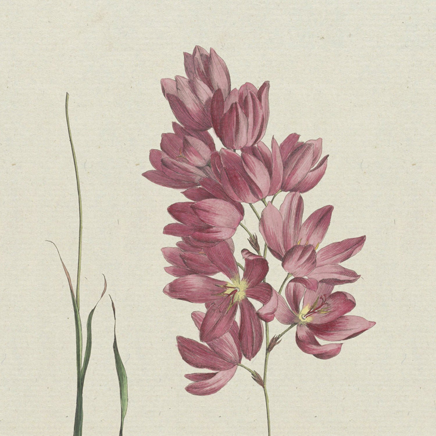 A detailed botanical illustration titled "Ixia patens Aiton, Ixia aristata" by Hendrik Schwegman depicts a cluster of pink and red flowers with elongated green leaves. The flowers are drawn in a realistic style, with delicate shading and intricate petal textures, set against a light beige background—perfect as elegant wall art.