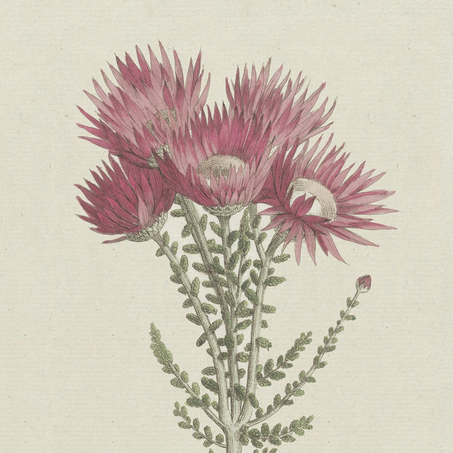 A botanical illustration by Hendrik Schwegman, titled "Phaenocoma prolifera Xeranthemum proliferum," features a flowering plant adorned with multiple pinkish-purple blooms and intricate, spiky petals. The detailed green stems and foliage display small, rounded leaves set against a plain, light background. This exquisite piece of wall art truly showcases Schwegman's talent.