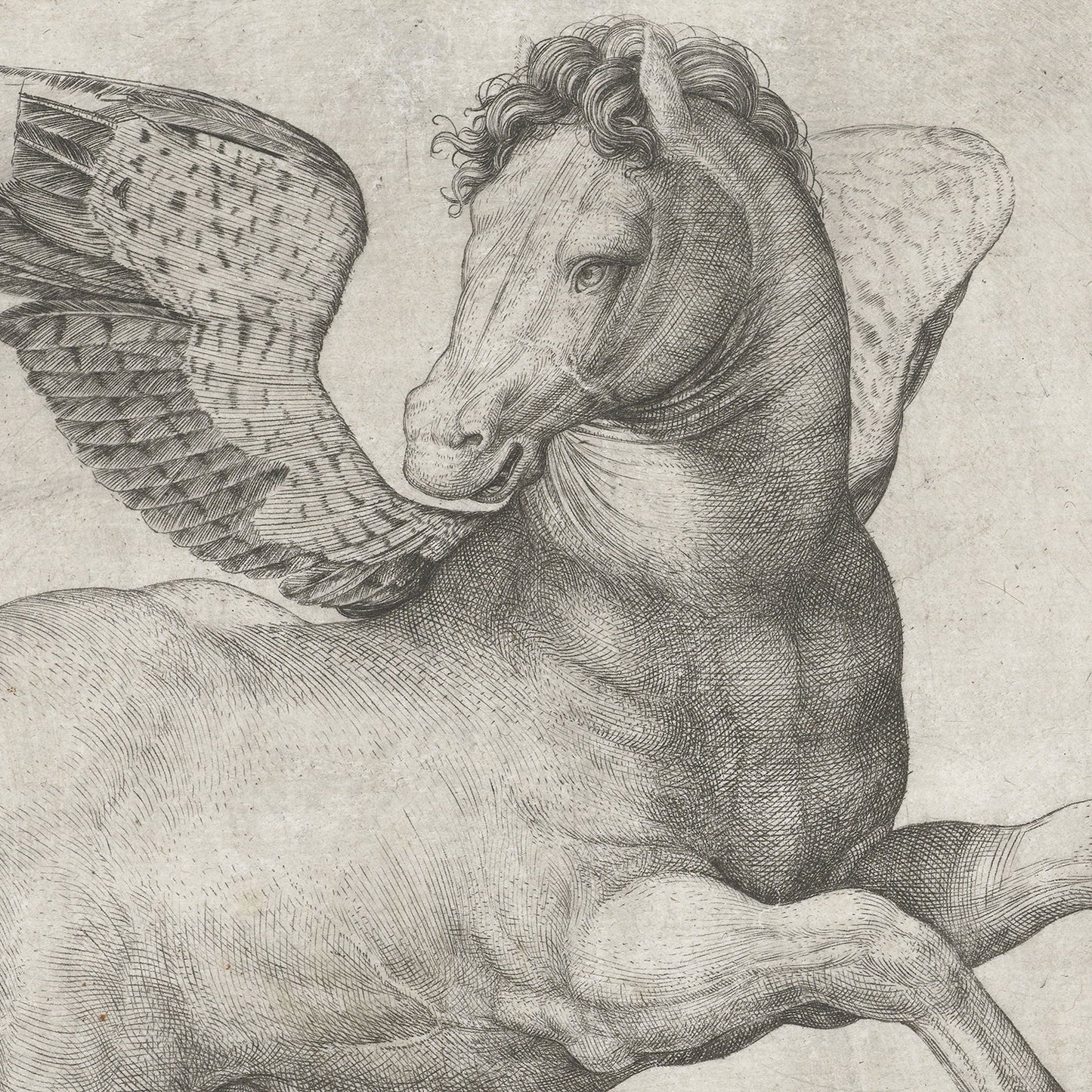 Pegasus by Jacopo de Barbari