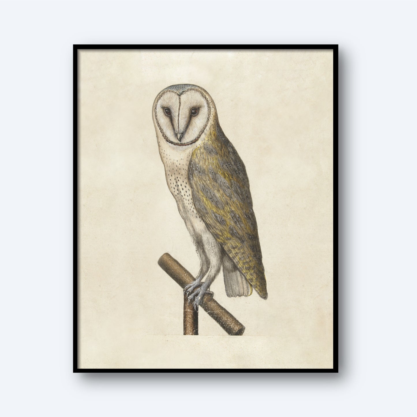 Introducing "Night Owl"—a framed illustration capturing a majestic owl perched on a branch. The night owl boasts a striking white heart-shaped face, piercing dark eyes, and feathers in a mix of brown and gray hues. Set against a light beige background, this wall art exudes both vintage charm and naturalistic appeal.
