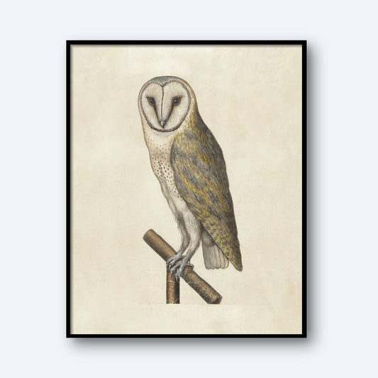 Introducing "Night Owl"—a framed illustration capturing a majestic owl perched on a branch. The night owl boasts a striking white heart-shaped face, piercing dark eyes, and feathers in a mix of brown and gray hues. Set against a light beige background, this wall art exudes both vintage charm and naturalistic appeal.
