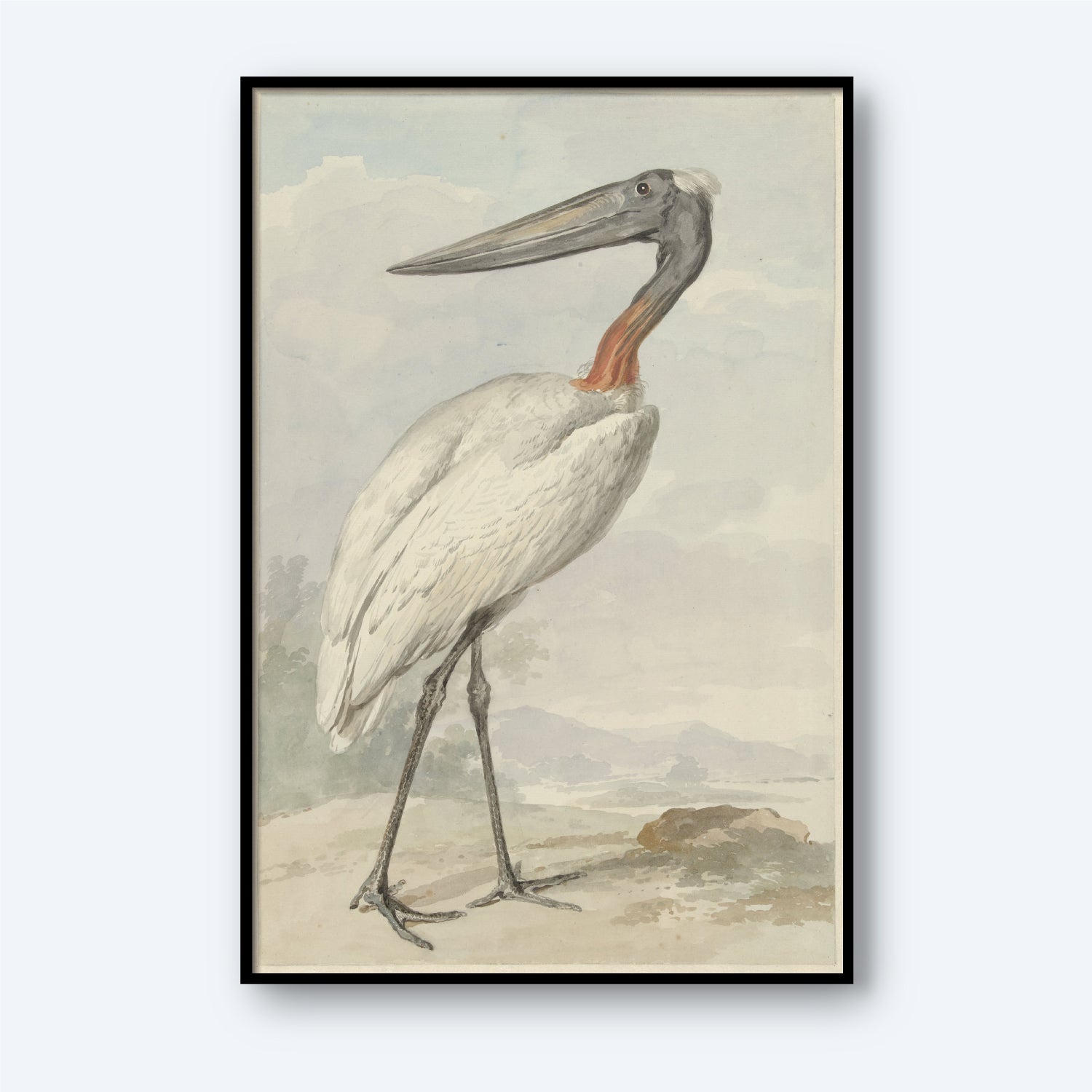 Jabiru by Aert Schouman: A framed illustration of a tall bird with a long beak and slender legs, featuring white plumage with a distinctive reddish neck. The bird stands on a natural landscape background with muted colors and a hazy sky.