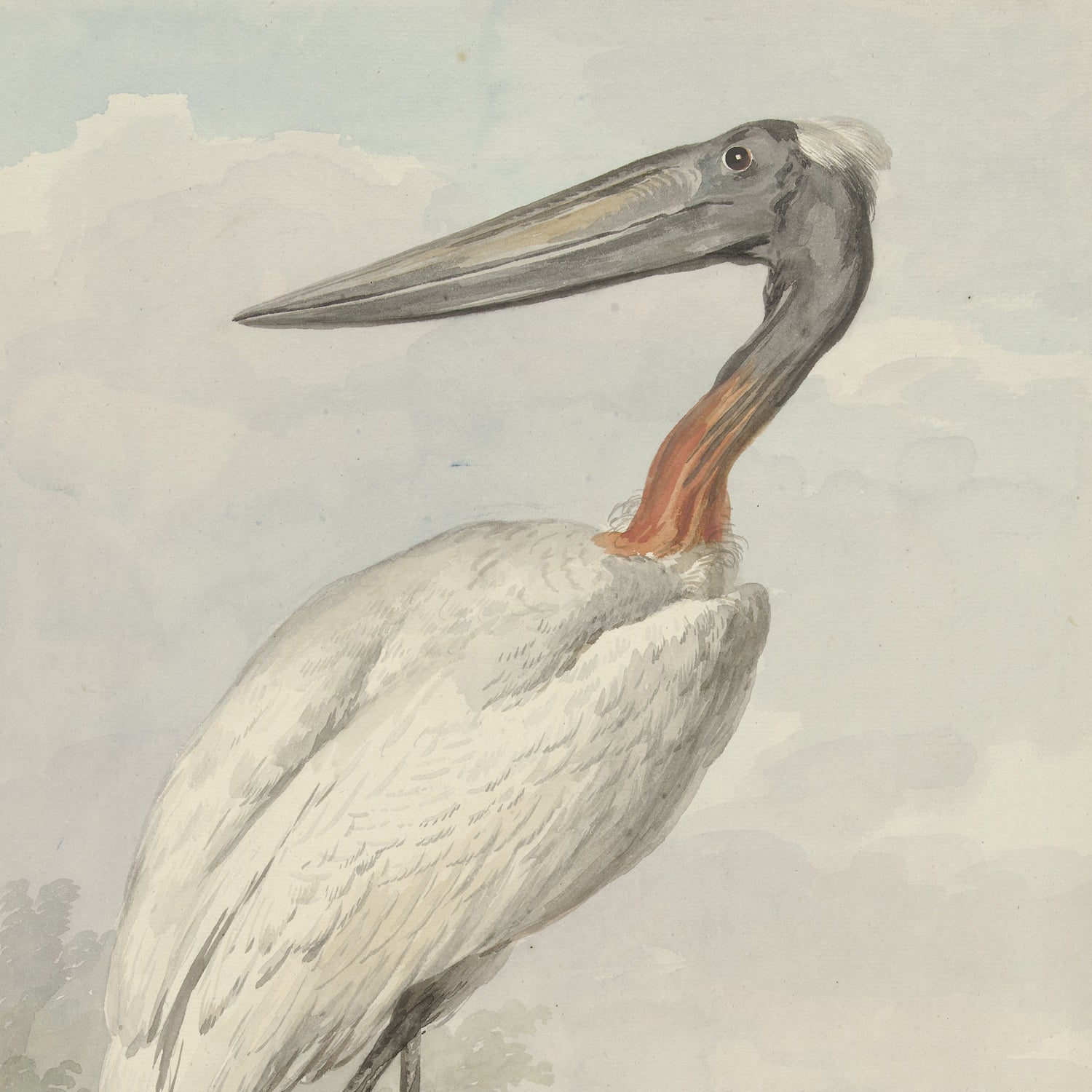 A detailed illustration of a jabiru, a large bird with a long, pointed beak, mostly white body, black head, and red band around its neck against a light, cloudy sky background reminiscent of Aert Schouman's naturalistic wildlife depictions is captured in the artwork "Jabiru by Aert Schouman.